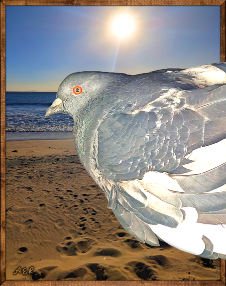 Pigeon_Photobombs_Beach