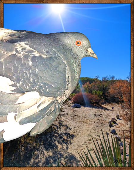 Pigeon_Photobombs_Desert