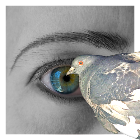 Pigeon_Photobombs_Eye